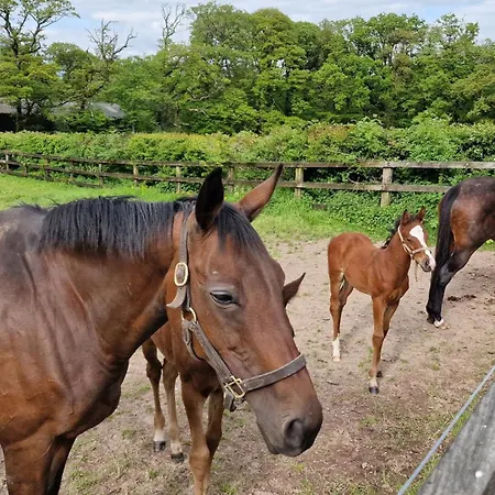 Maison d'hôtes The Courtyard Kilshannig
