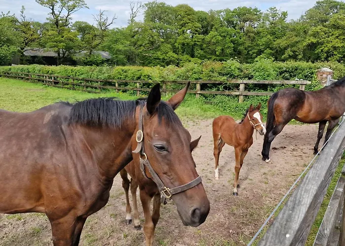 게스트하우스 The Courtyard Kilshannig